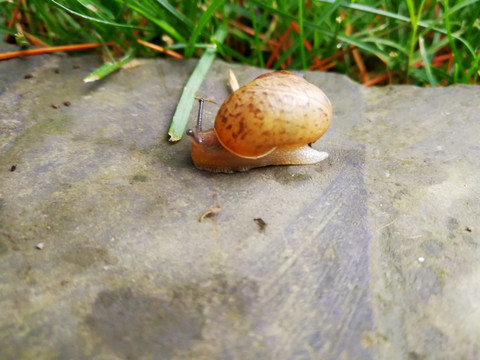 蜗牛 蜗牛壳 特写 微距 小蜗