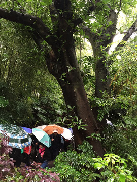 雨林中打着伞的人群