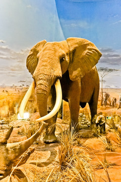 动物摄影 非洲大象