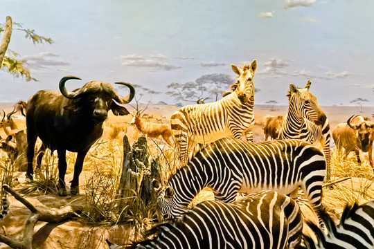 史前动物场景模拟 非洲动物