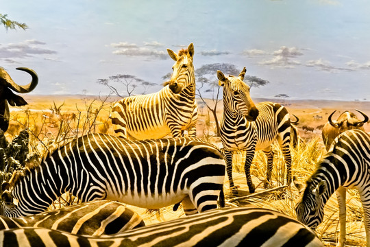 史前动物场景模拟 非洲动物