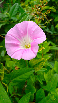 牵牛花