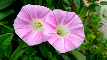 牵牛花