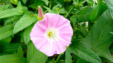 牵牛花