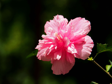 芙蓉花 木芙蓉