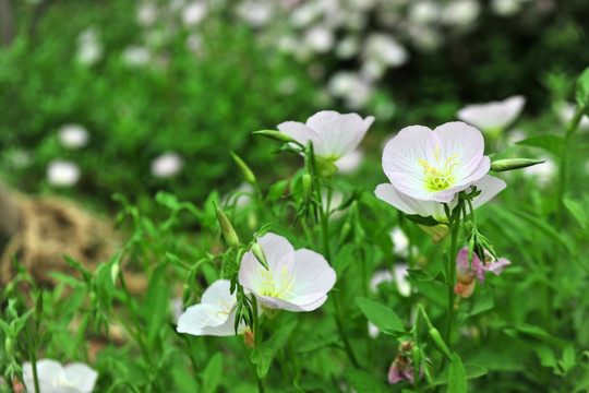 花丛  花草