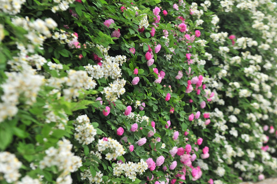 蔷薇花卉墙   高清花素材