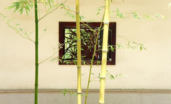 绿竹 花窗