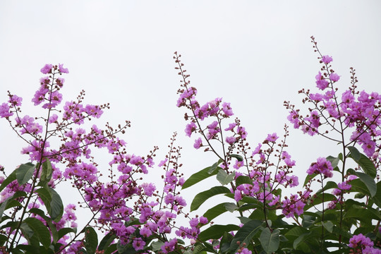 紫薇花