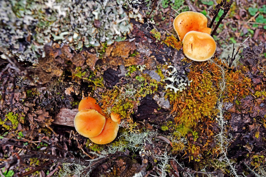 蘑菇 野蘑菇