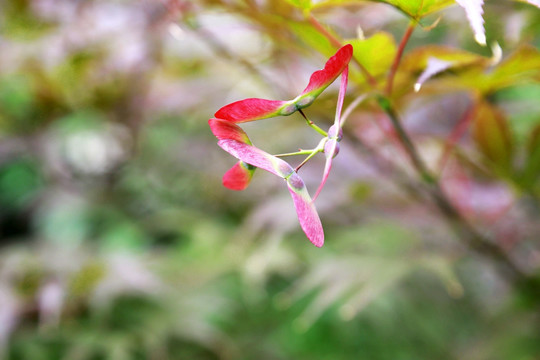 红枫 观赏植物 种子 枫树 景