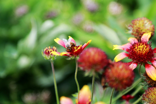 天人菊 花卉 虎皮菊 头状花序