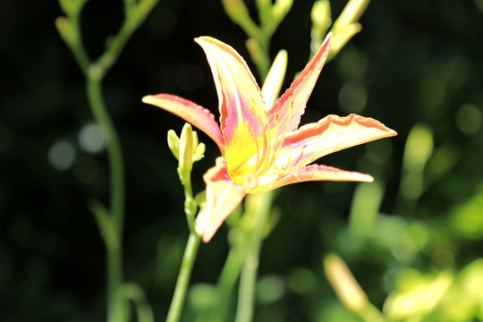 黄花菜 特写 唯美 金针花 黄