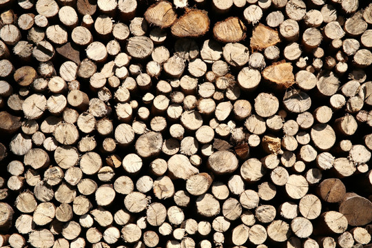 木头断面截面 木柴
