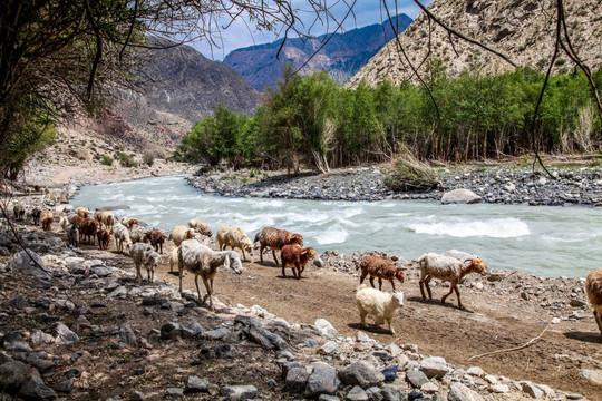 河谷羊群
