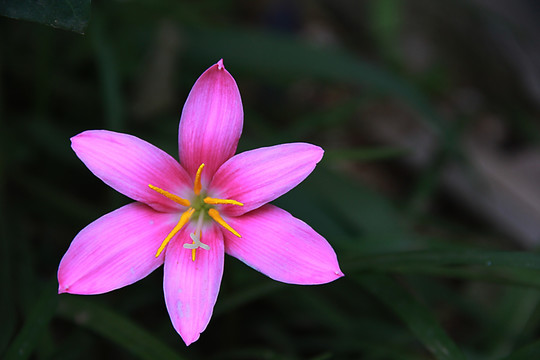 一朵兰花
