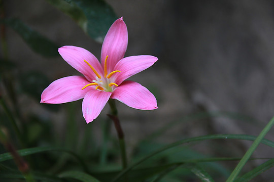 兰花