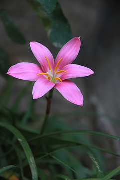 兰花