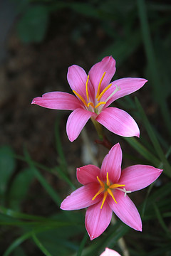 两朵兰花