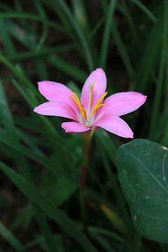 一朵兰花