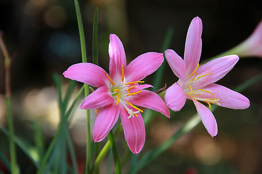 两朵兰花