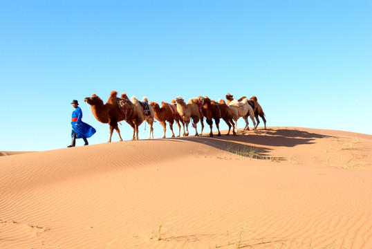 内蒙古沙漠腹地 骆驼队