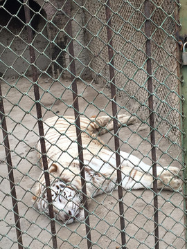 老虎 躺着的老虎 白虎
