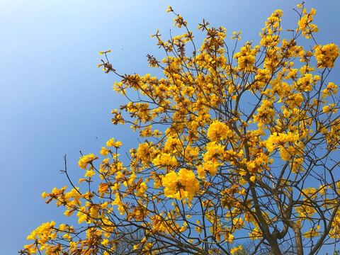 黄色风铃花