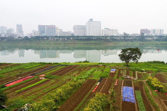 江边菜地 菜地