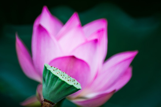 梦幻荷花 花瓣特写 花仙子