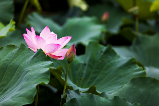 梦幻荷花 花仙子