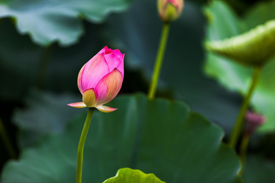 梦幻荷花 花仙子