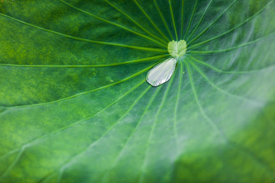 梦幻荷叶 一滴露珠