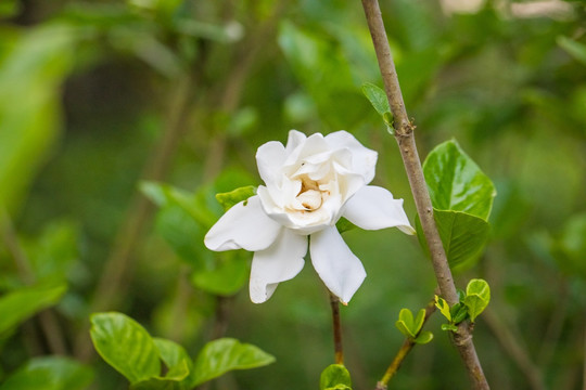 栀子花