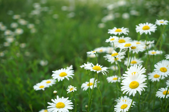 花丛 雏菊 花海