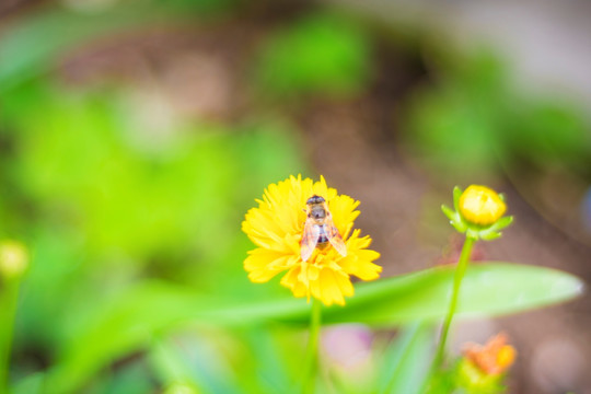 黄花和蜜蜂