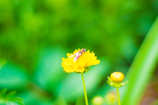 蜜蜂和黄花