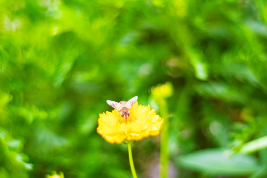 蜜蜂 黄花