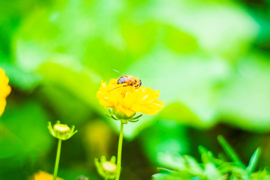 鲜花和蜜蜂