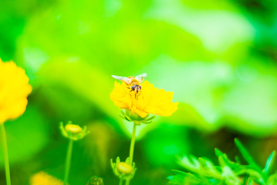 黄花和蜜蜂