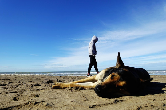 男人沙滩与狗
