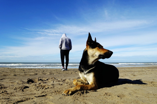 男人沙滩与狗