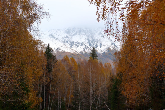 雪山大美禾木秋季新疆风景