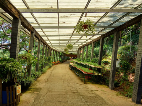 温室大棚 植物花卉培育 生态园
