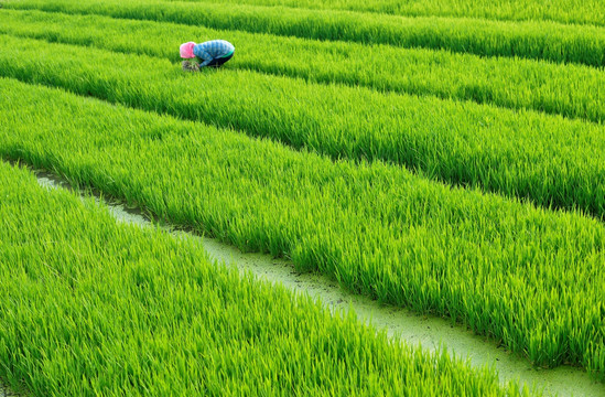 农民 种植 水稻