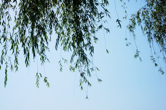 柳树