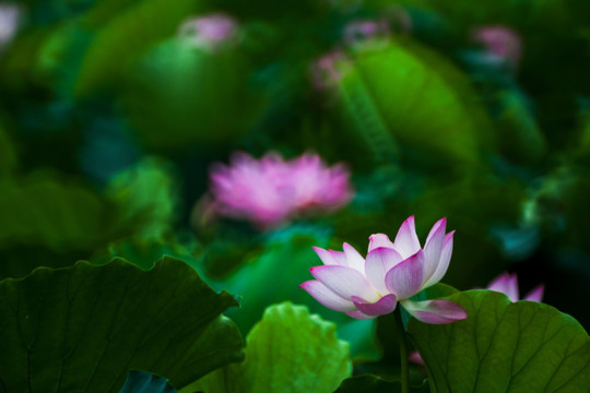 梦幻荷花 花仙子