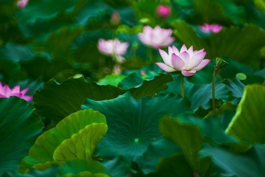 梦幻荷花 花仙子