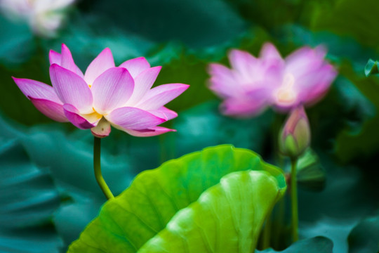 梦幻荷花 花仙子