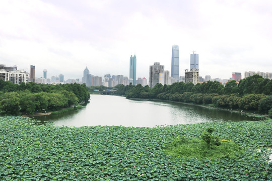 深圳洪湖公园